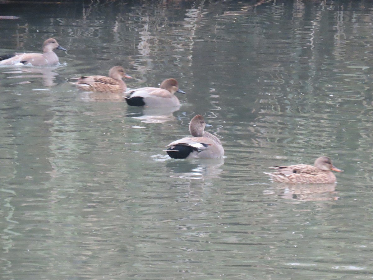 Gadwall - ML646531151