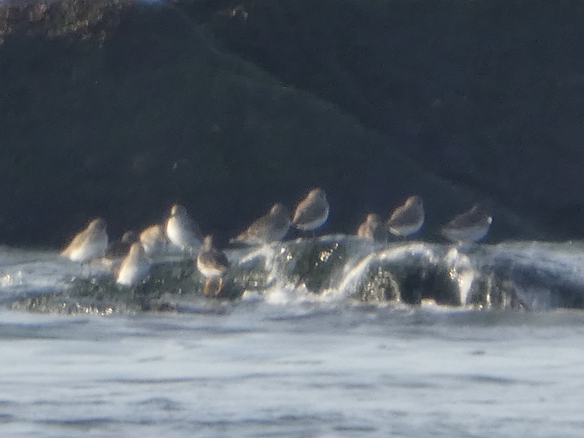 Purple Sandpiper - ML646531152