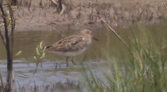 Побережник арктичний - ML646531156