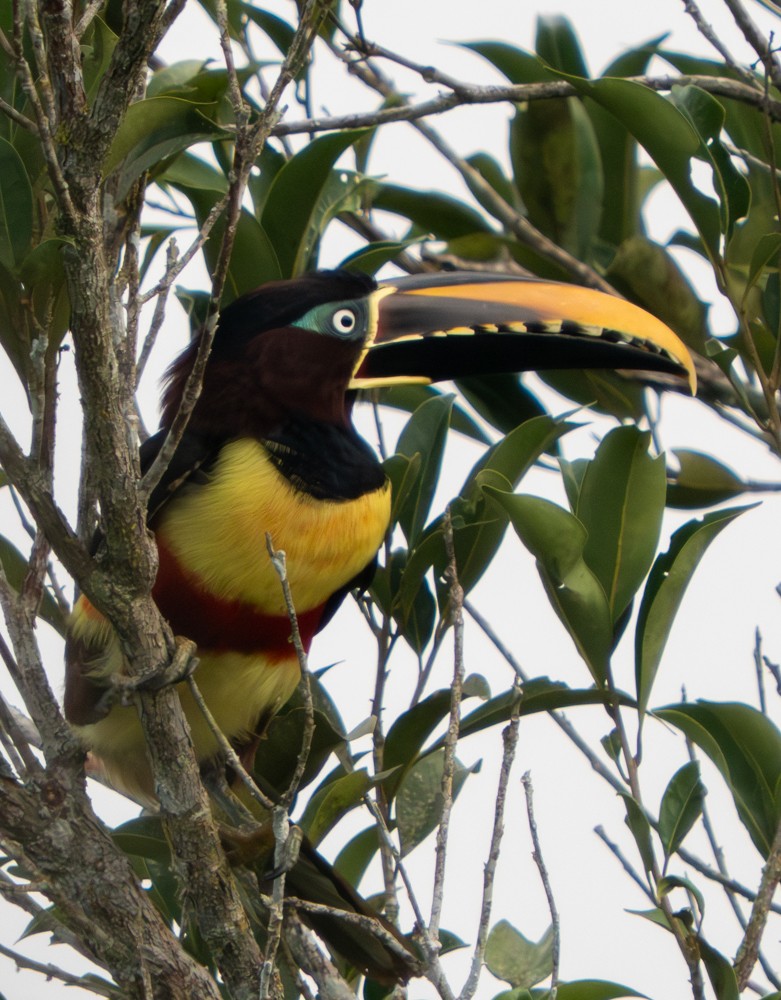 Araçari à oreillons roux - ML646531159