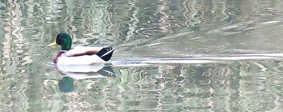 Mallard - ML646531160