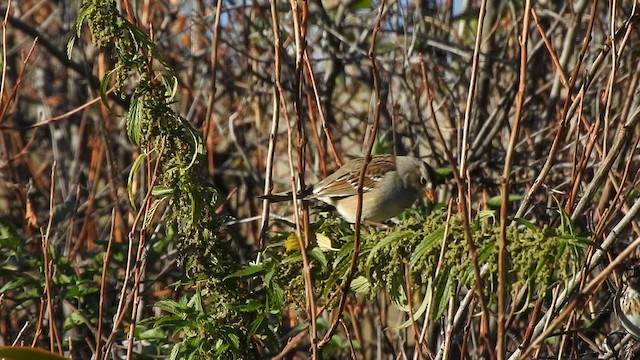 strnadec bělopásý (ssp. gambelii) - ML646531161
