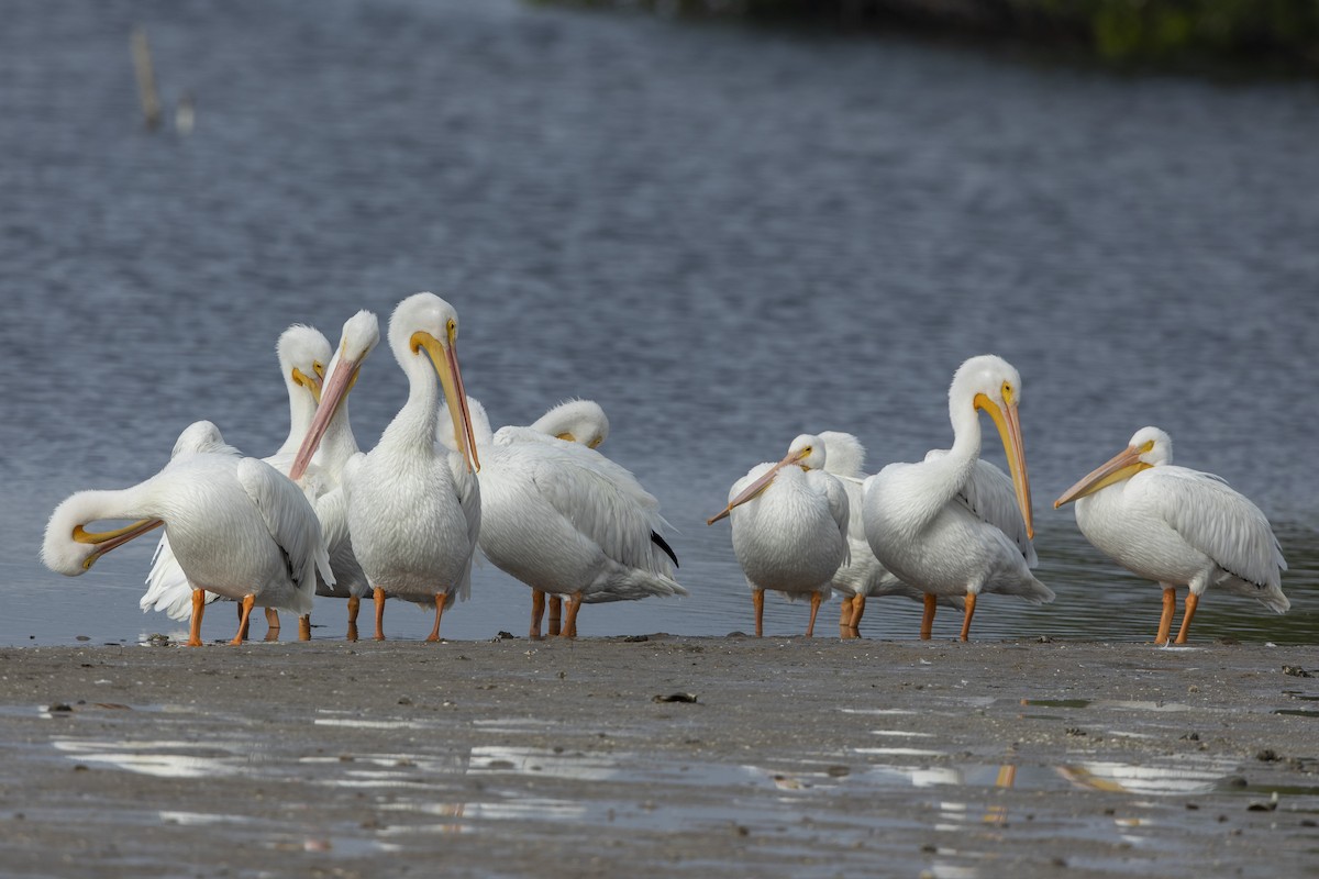 アメリカシロペリカン - ML646531162