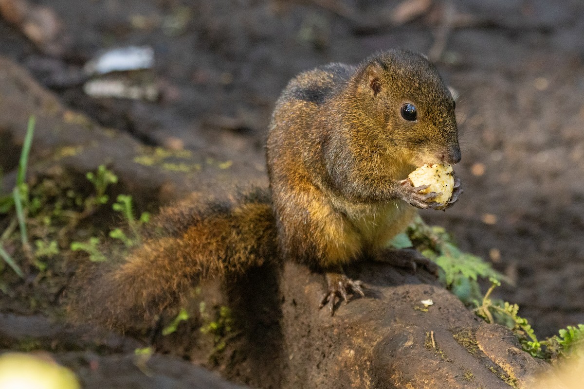 Three-striped Palm Squirrel - ML646531164