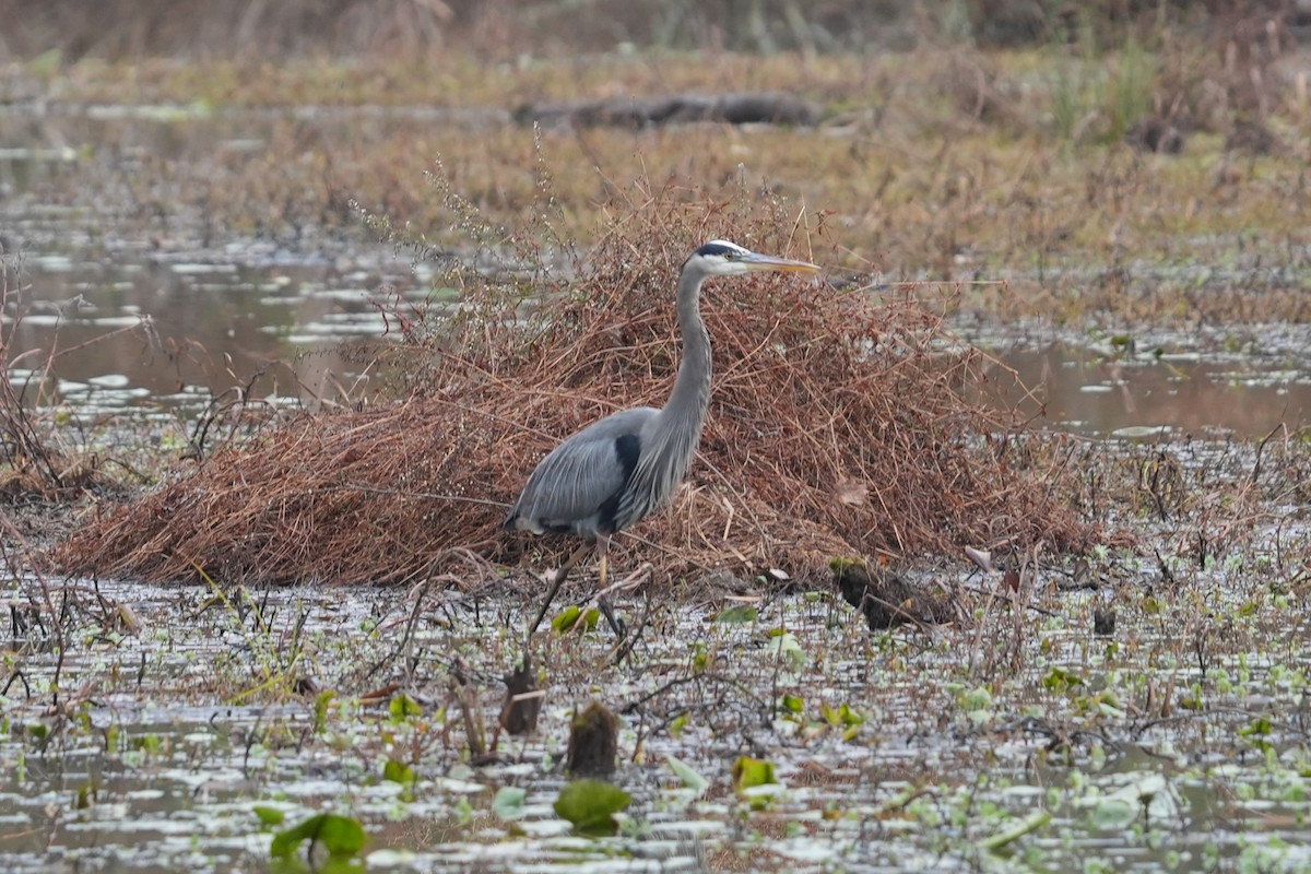 Great Blue Heron - ML646531165