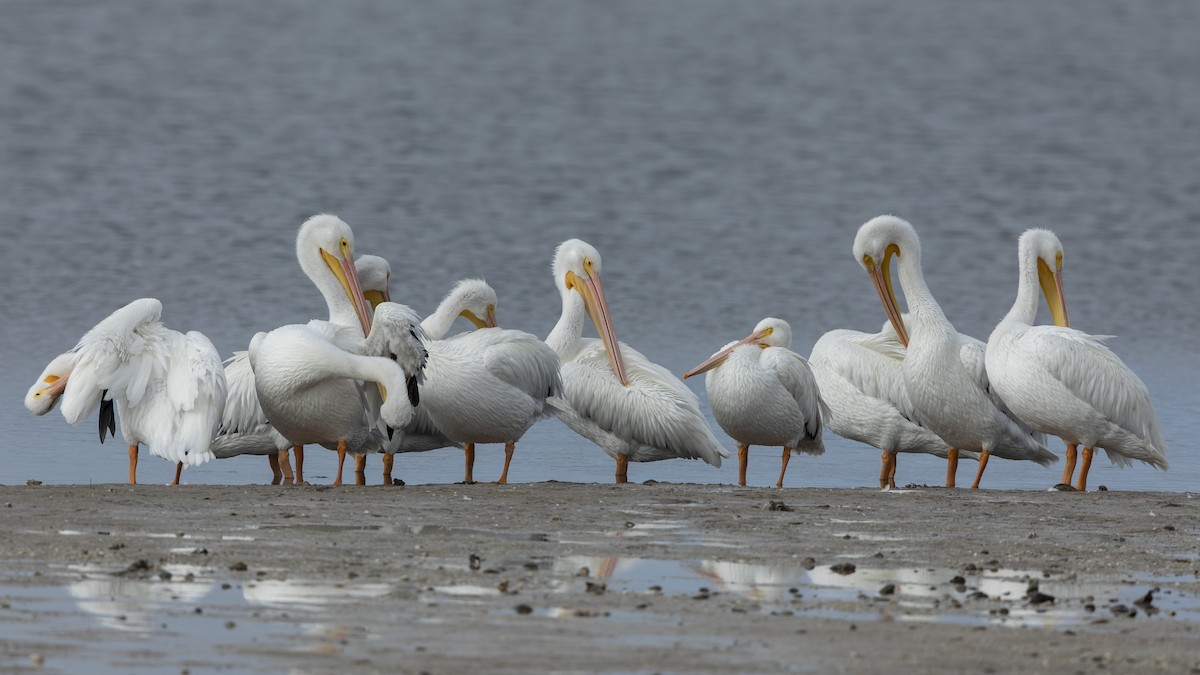 アメリカシロペリカン - ML646531167