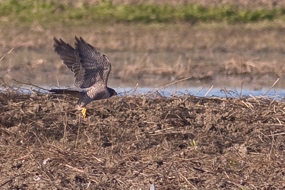 Peregrine Falcon - ML646531171