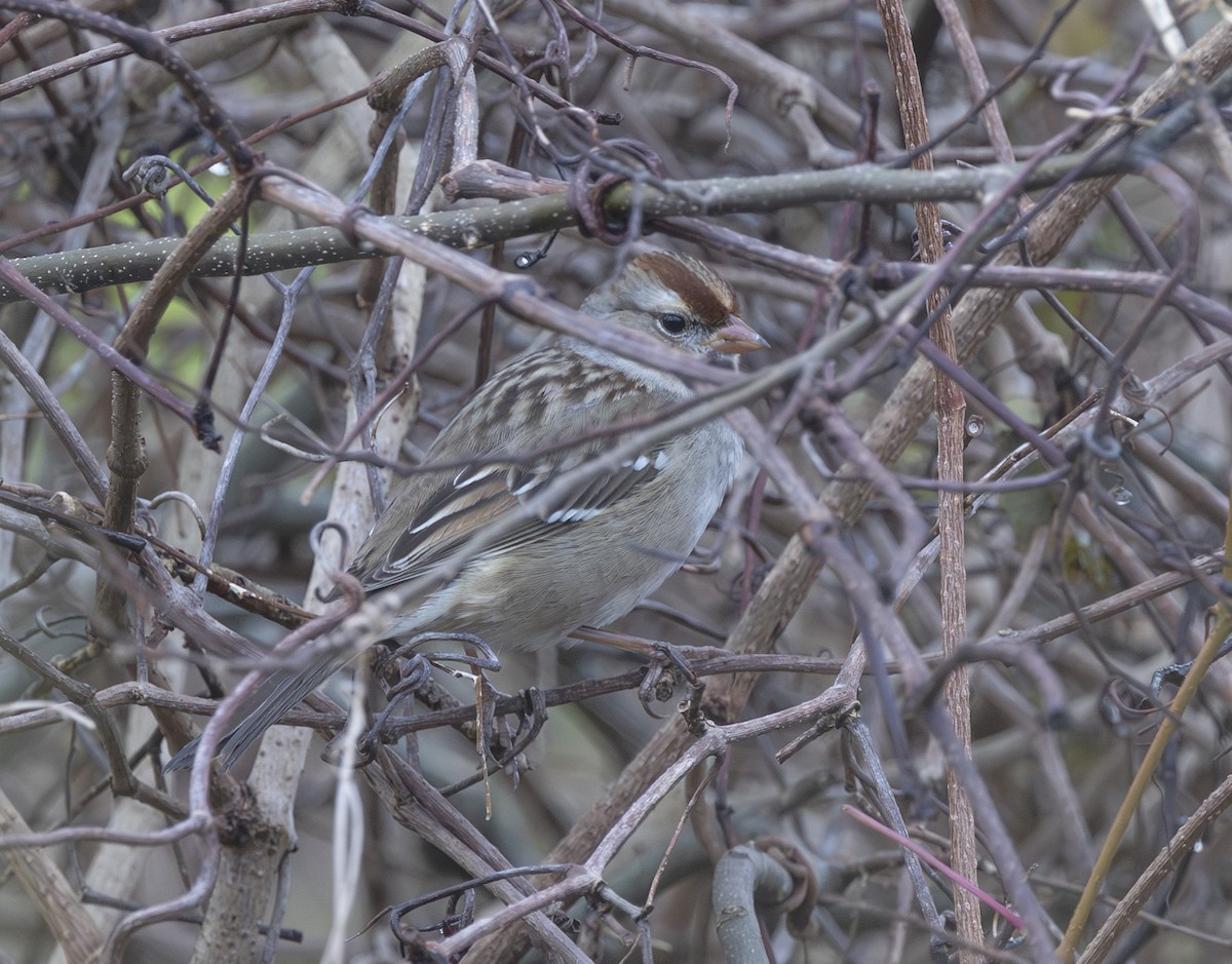 White-crowned Sparrow - ML646531172