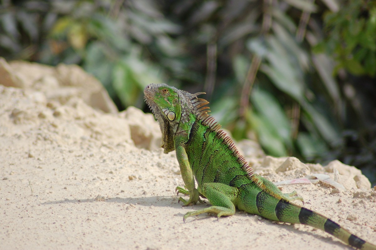 Animali - ML646531173