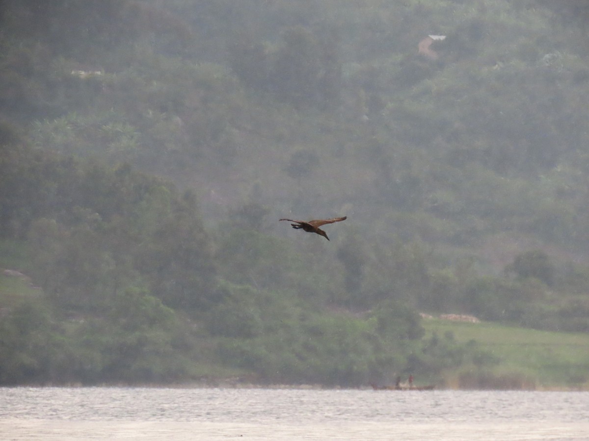 Hamerkop - ML646531175