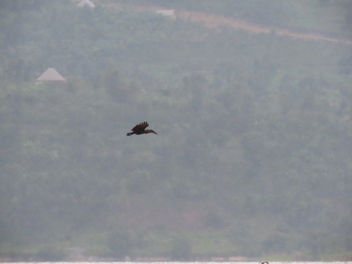 Hamerkop - ML646531176