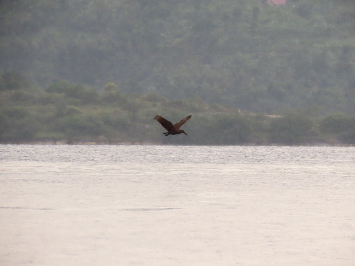 Hamerkop - ML646531178