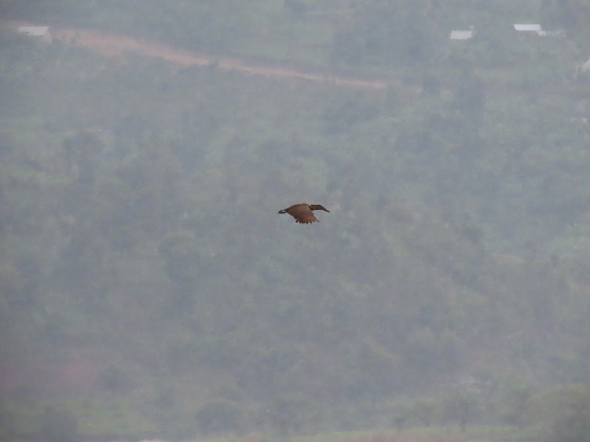 Hamerkop - ML646531179