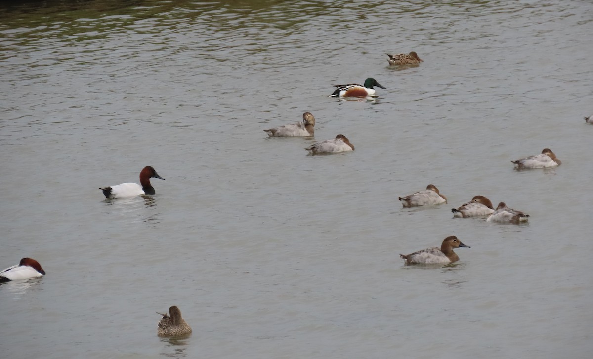 Canvasback - ML646531180