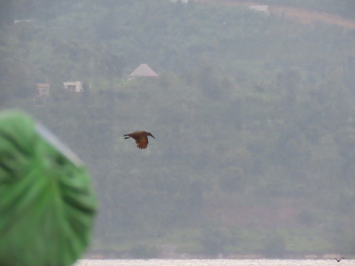 Hamerkop - ML646531181