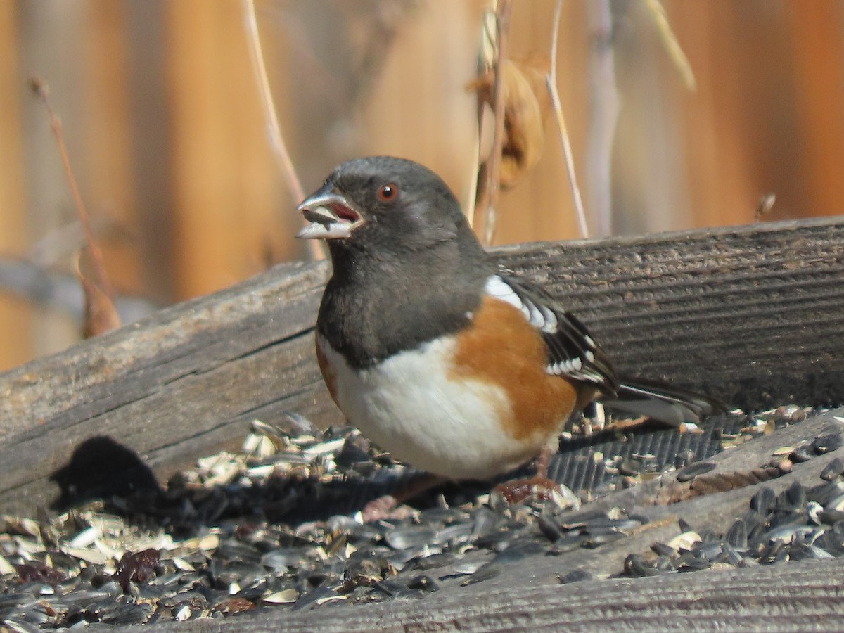 Пятнистый тохи [группа maculatus] - ML646531184