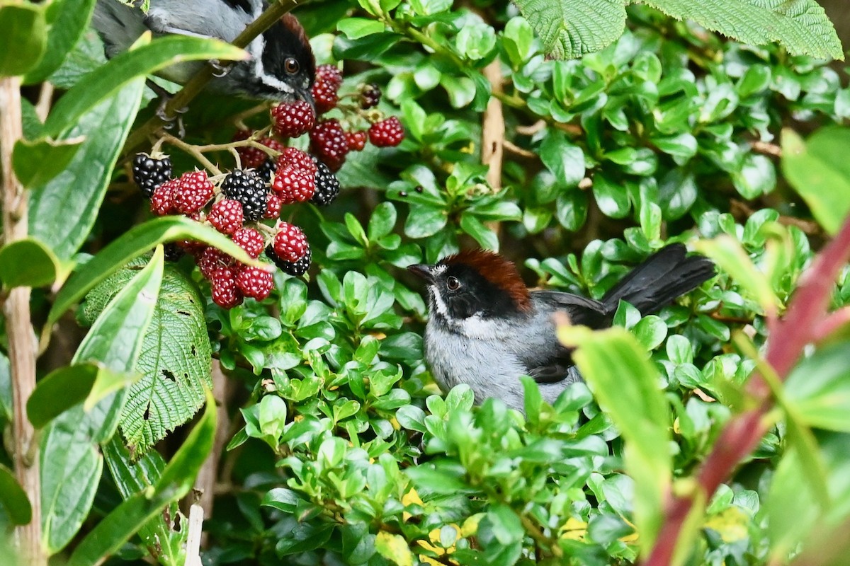 Northern Slaty Brushfinch - ML646531187