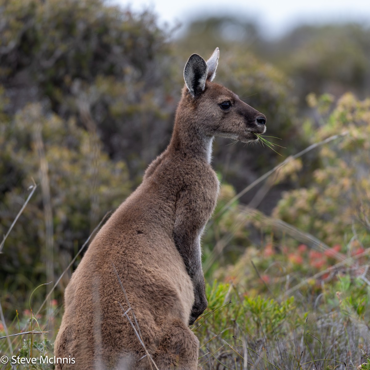 Canguro Gris Occidental - ML646531188
