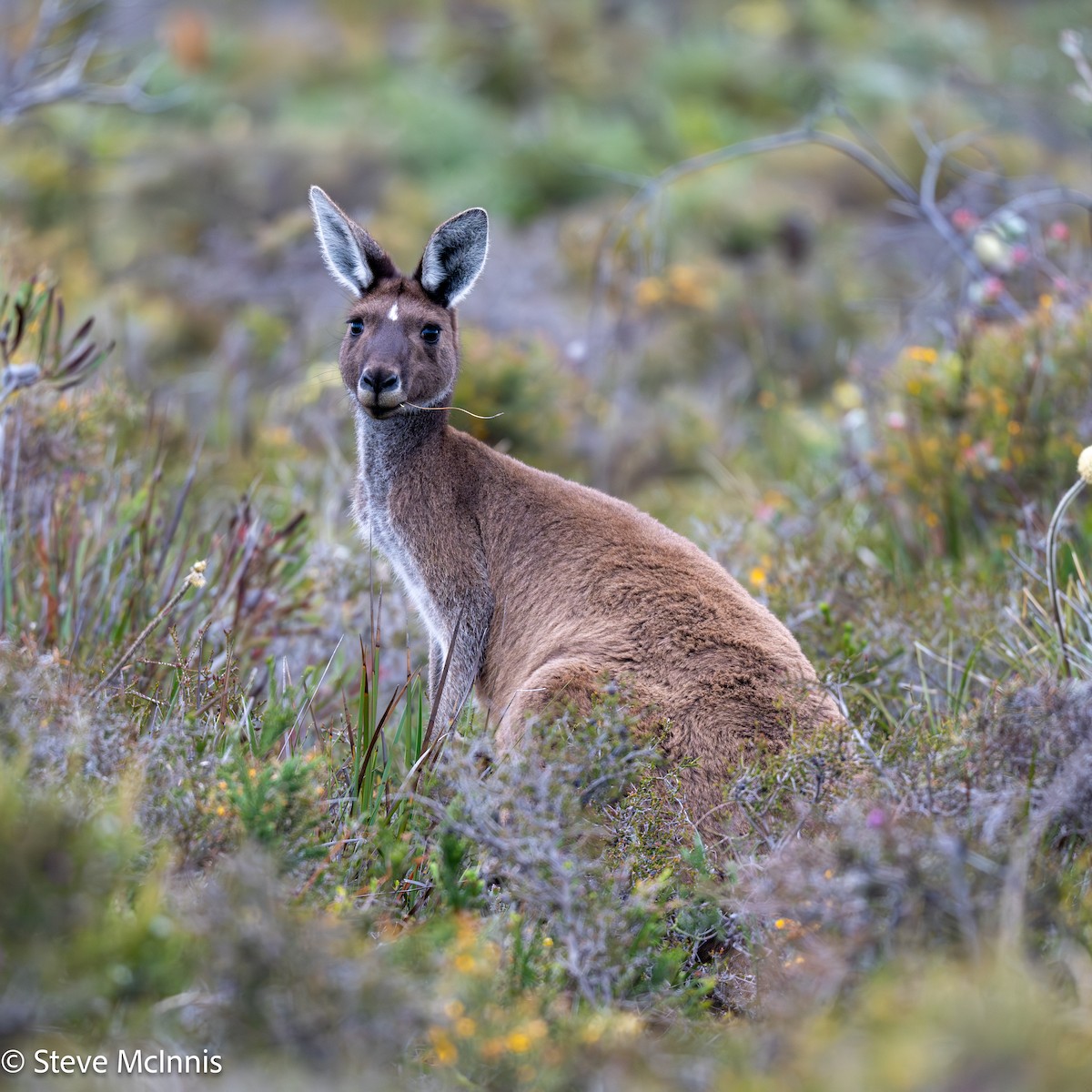 Canguro Gris Occidental - ML646531189