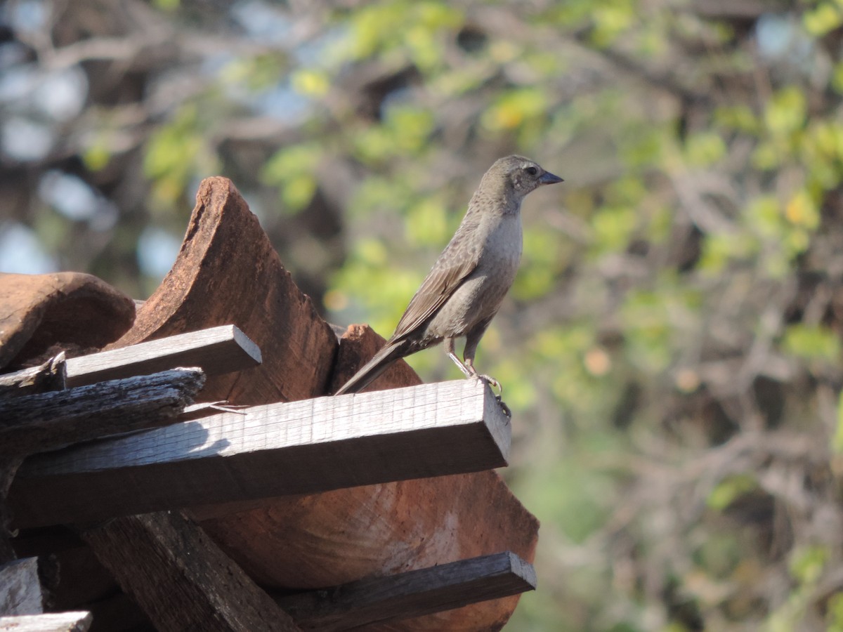 Shiny Cowbird - ML646531194