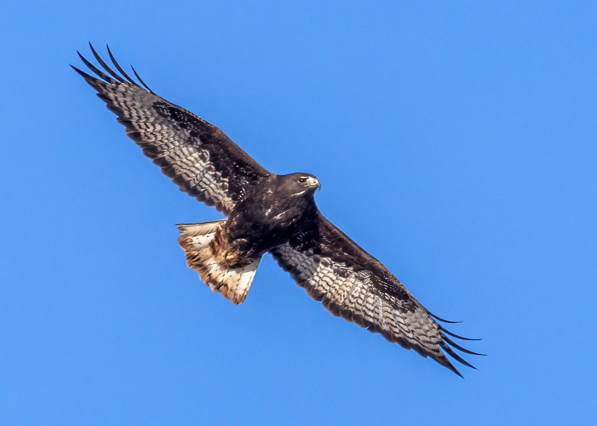 Kızıl Kuyruklu Şahin (harlani) - ML646531195