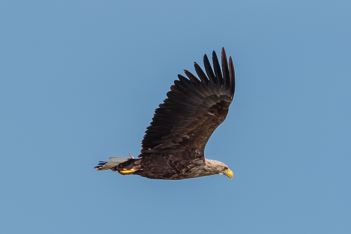 Орлан-белохвост - ML646531201