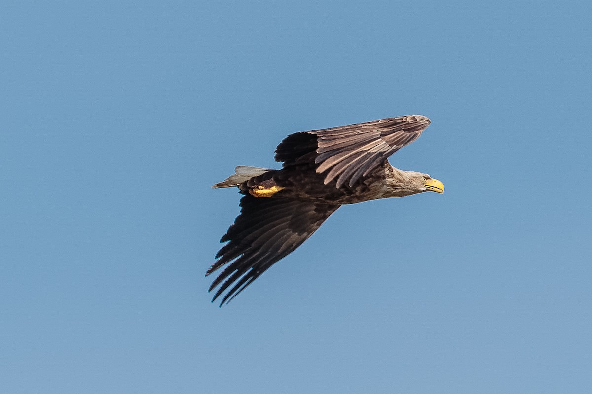 Орлан-белохвост - ML646531202