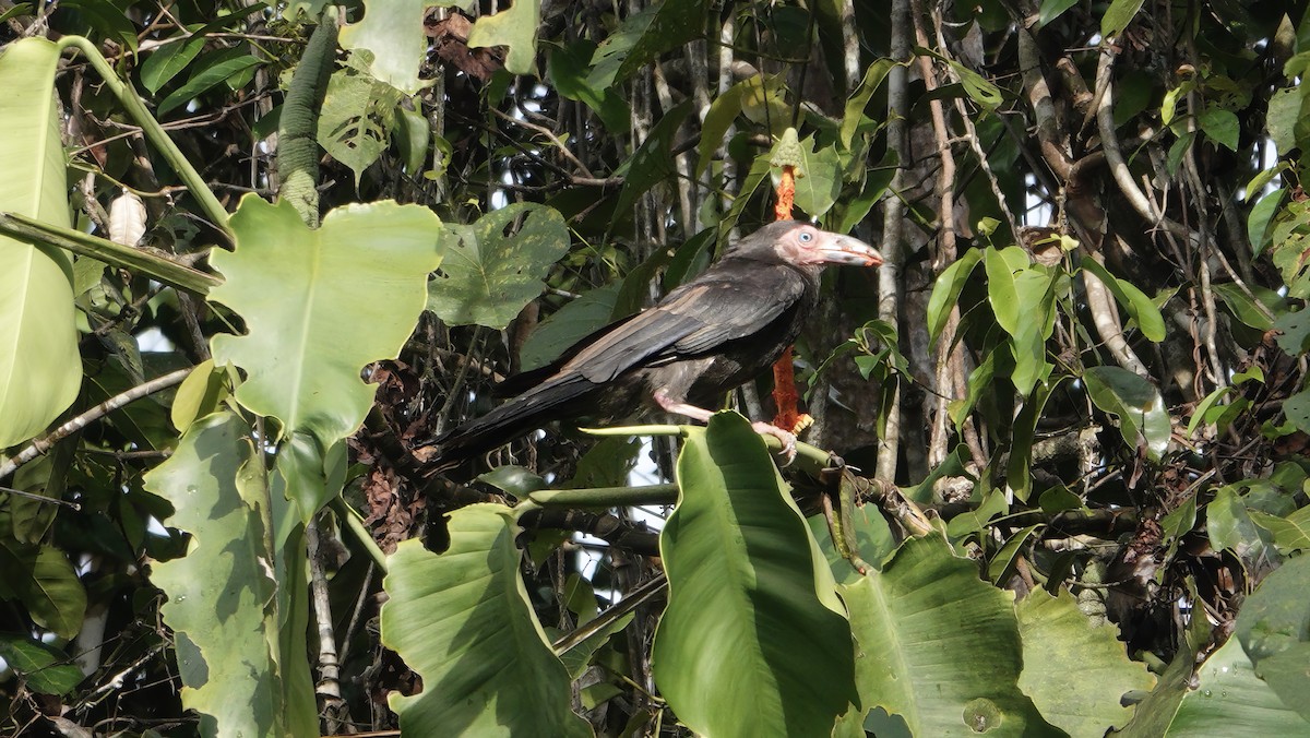 Gray Crow - ML646531204