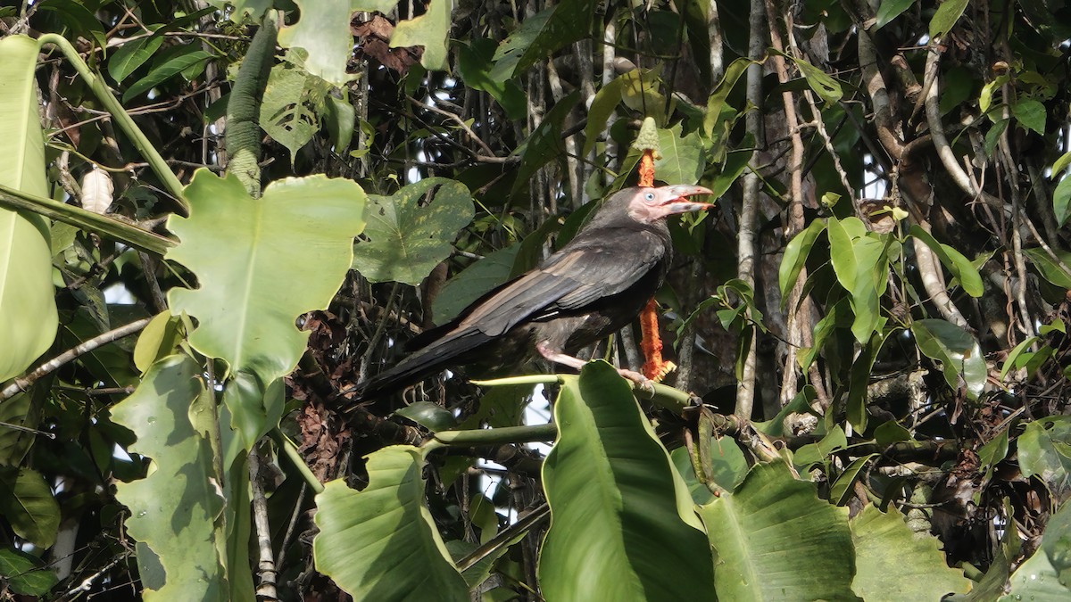 Gray Crow - ML646531205