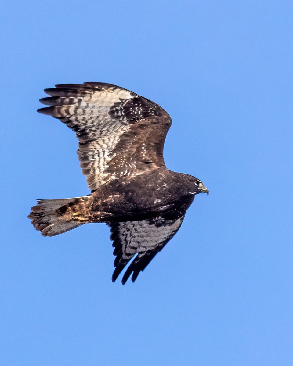 Kızıl Kuyruklu Şahin (harlani) - ML646531206