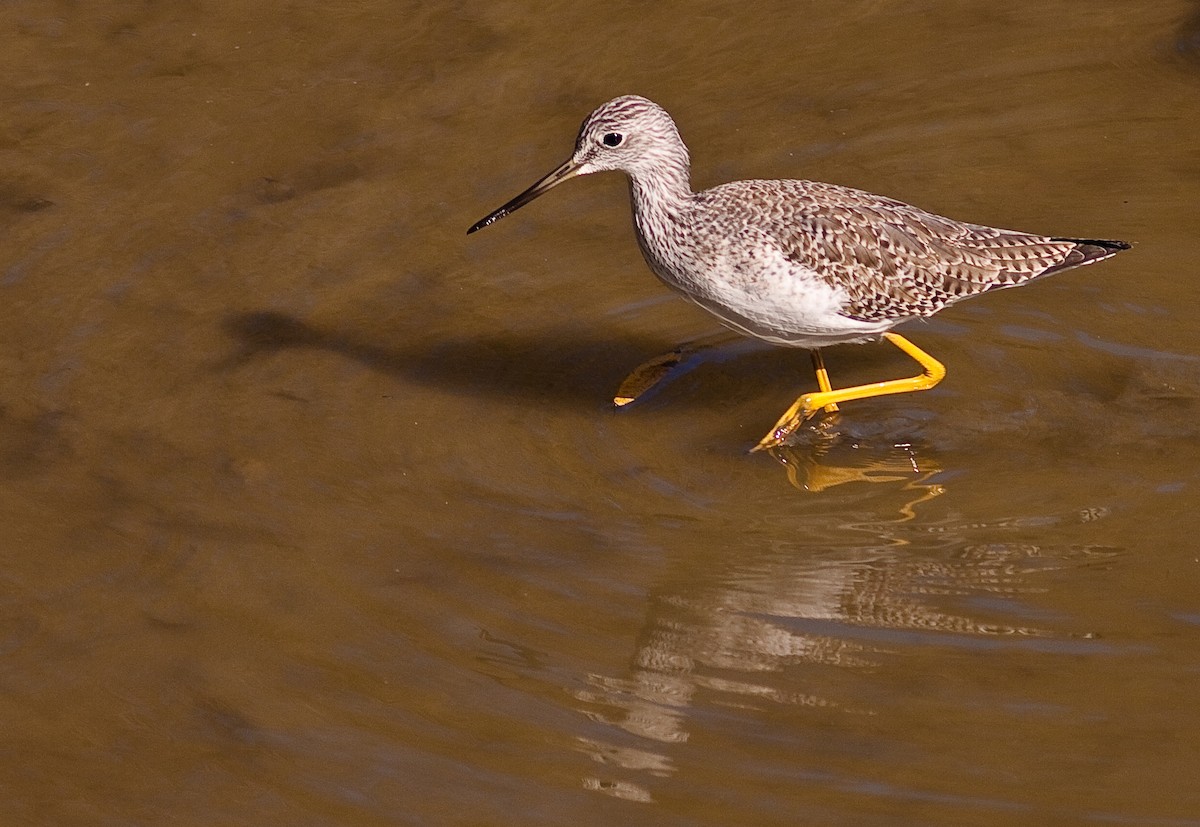 Greater Yellowlegs - ML646531208