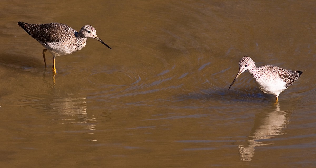 Greater Yellowlegs - ML646531209