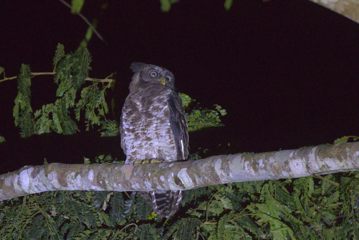 Пепельный филин - ML646531212