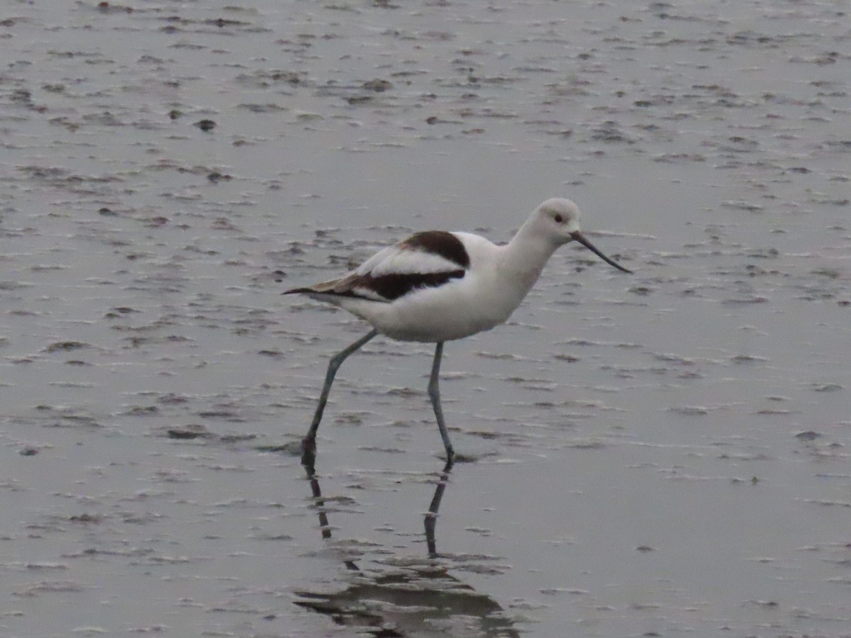 American Avocet - ML646531214