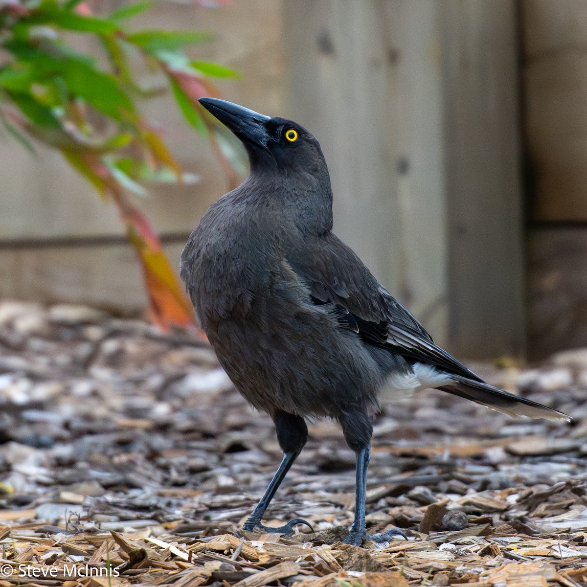 Verdugo Cenizo - ML646531215