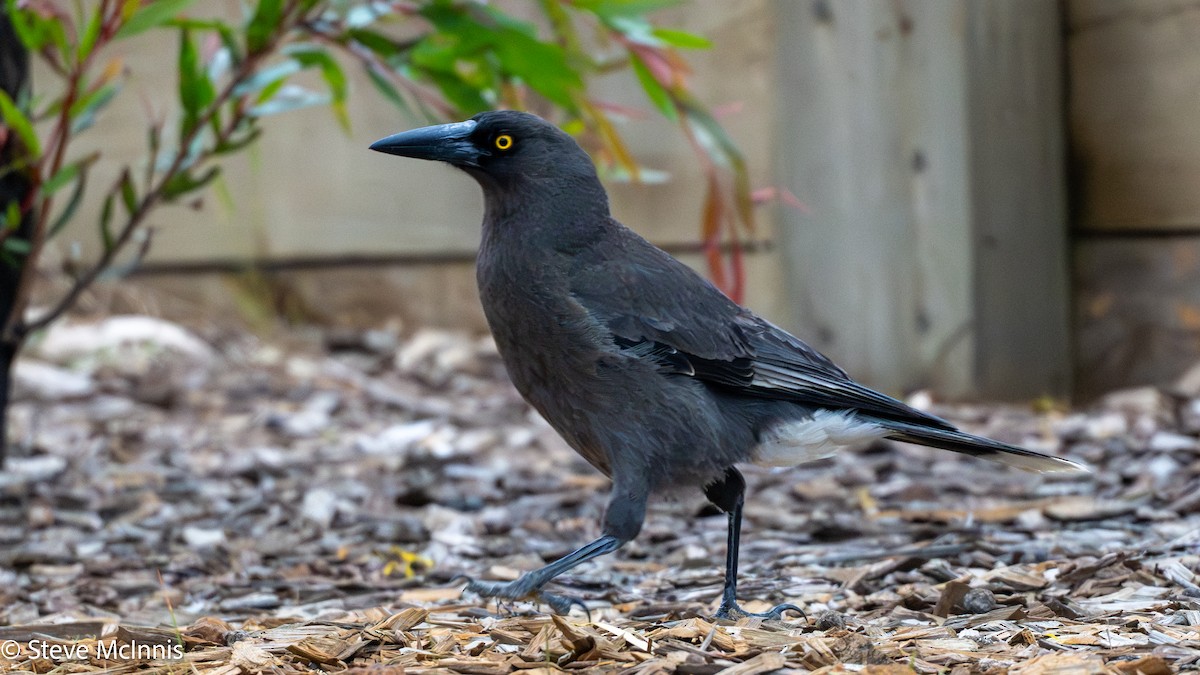 Verdugo Cenizo - ML646531216