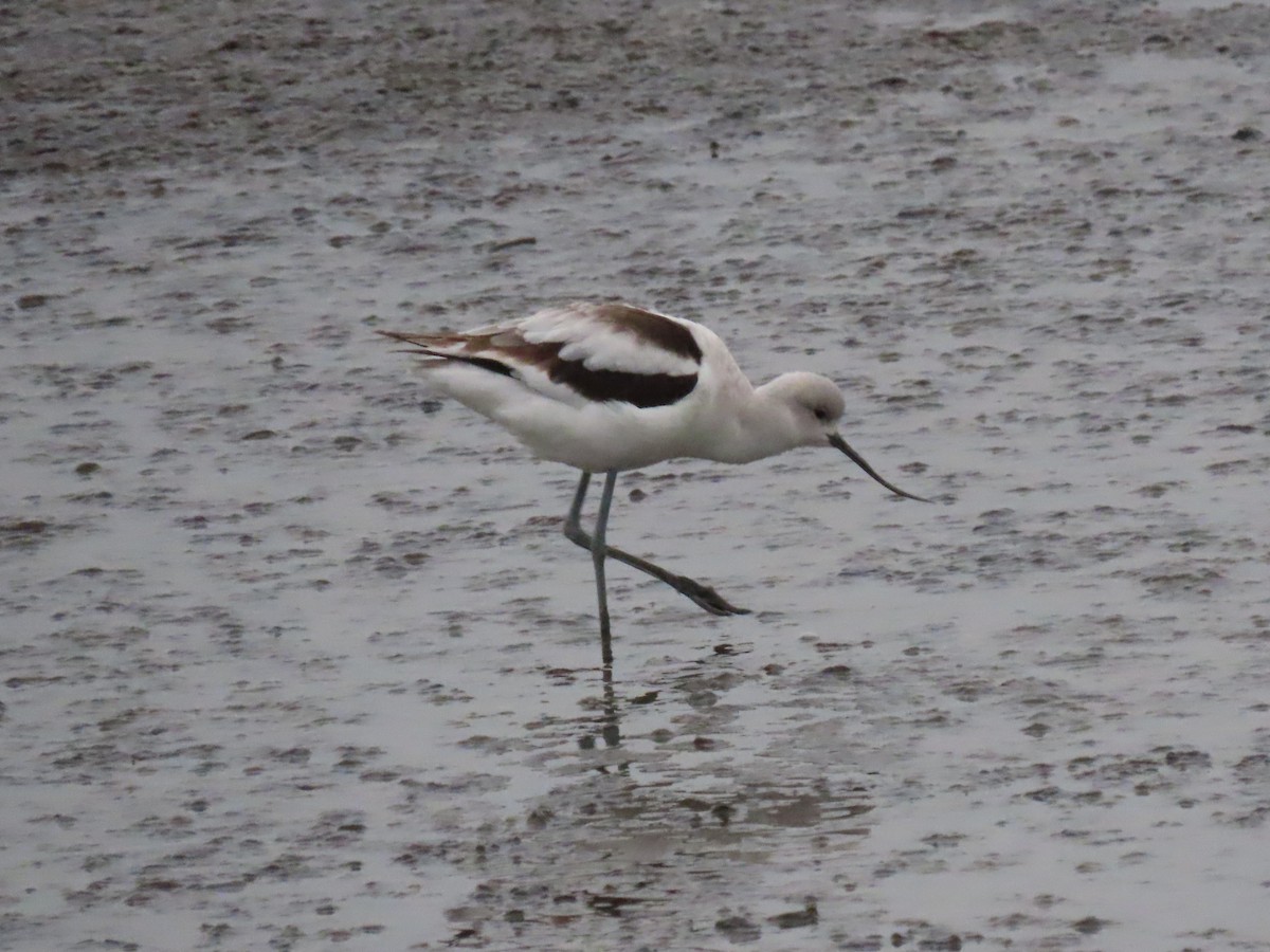 American Avocet - ML646531217