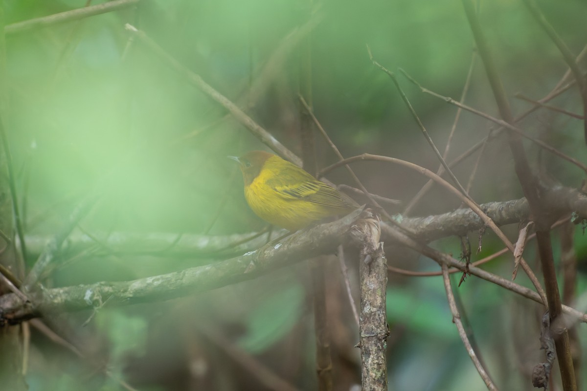 Mangrove Yellow Warbler - ML646531219