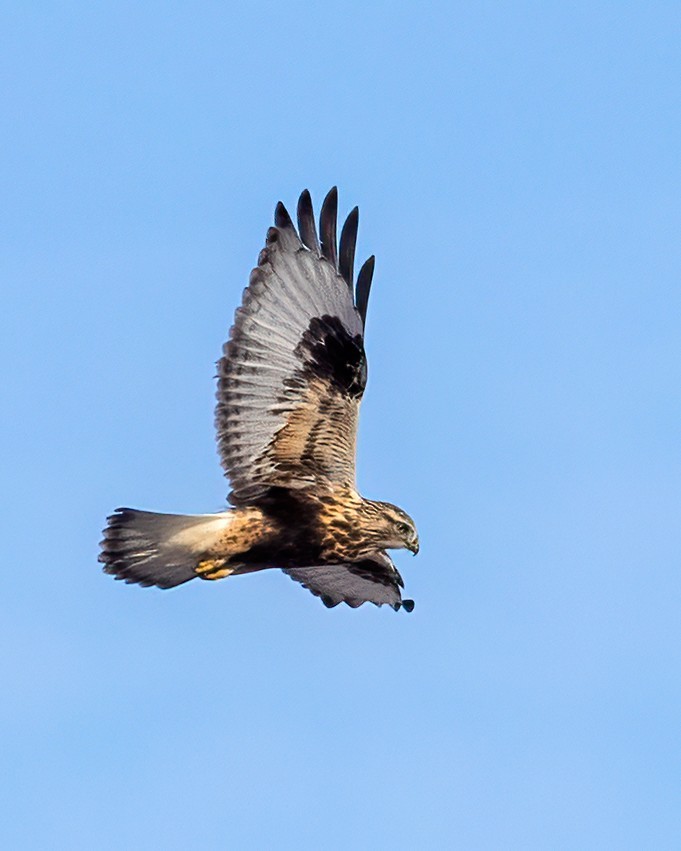 Paçalı Şahin - ML646531220