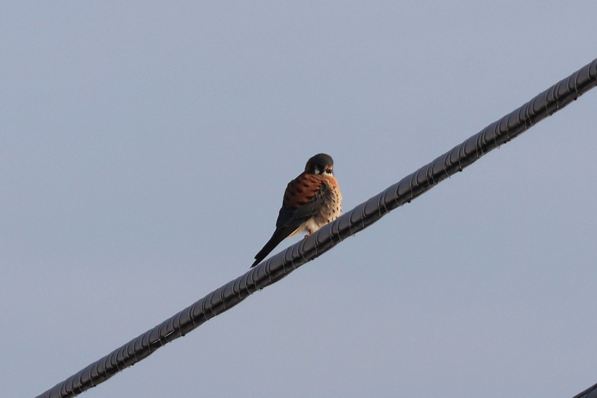 Ala Kerkenez - ML646531221