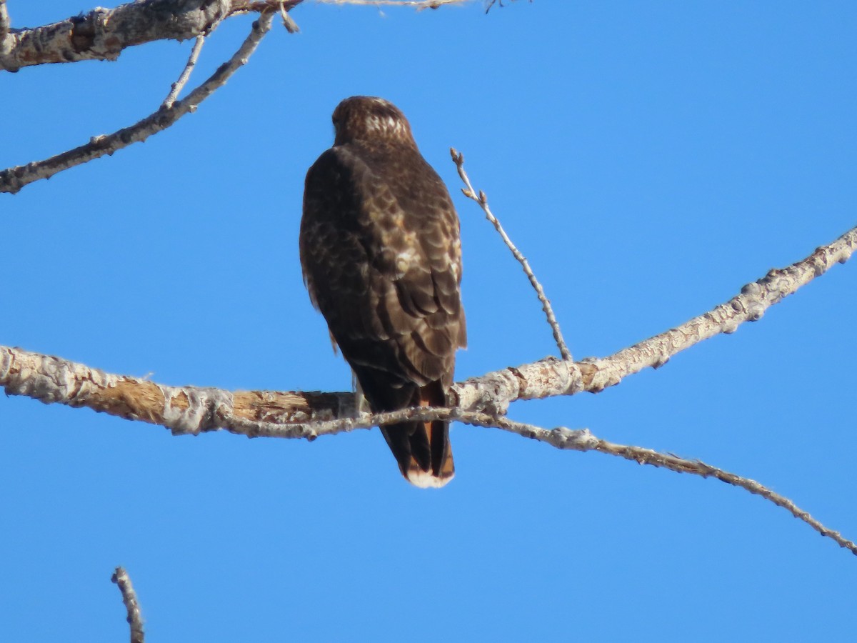 Краснохвостый канюк - ML646531222