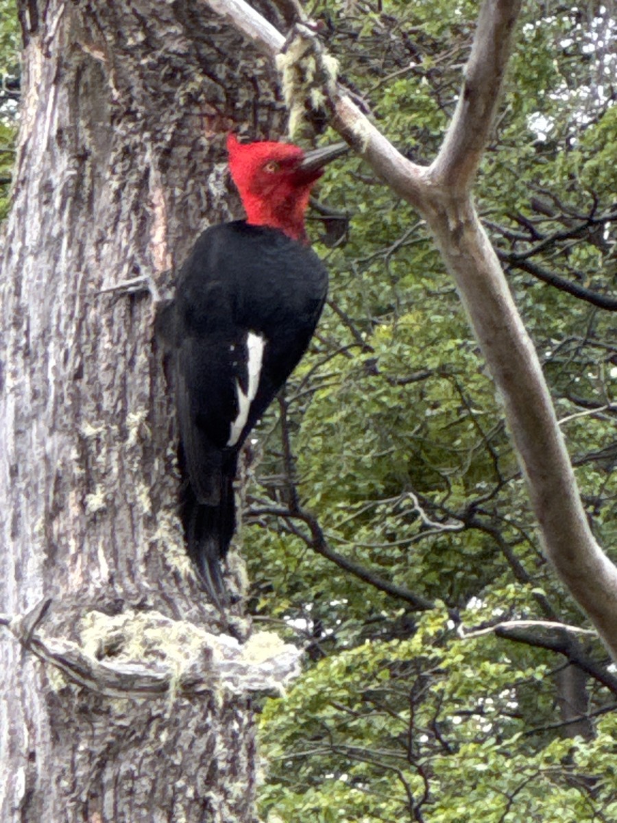 Macellan Ağaçkakanı - ML646531223