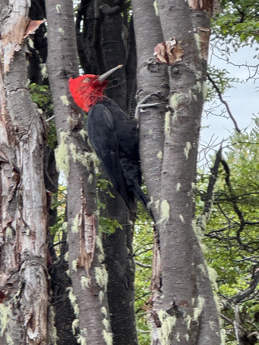 Macellan Ağaçkakanı - ML646531224