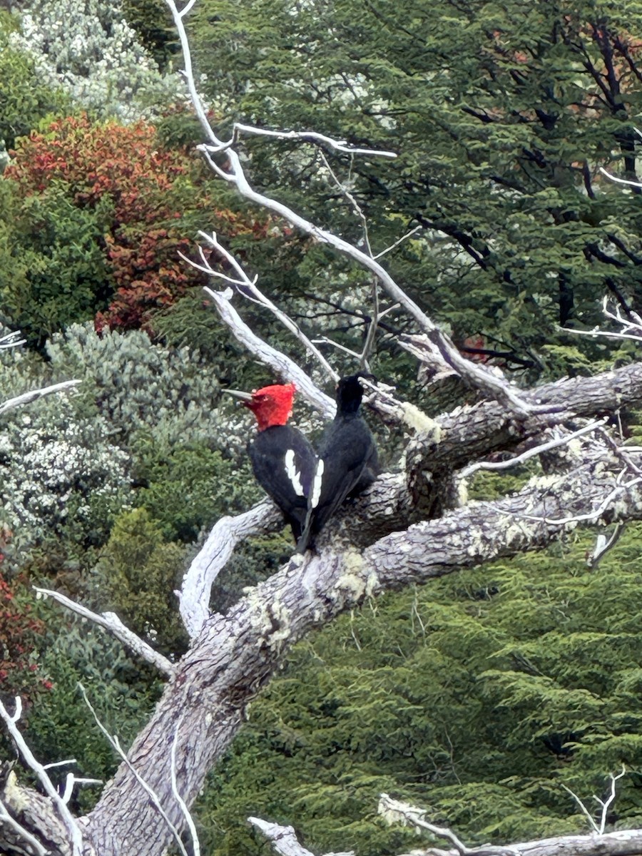 Macellan Ağaçkakanı - ML646531225