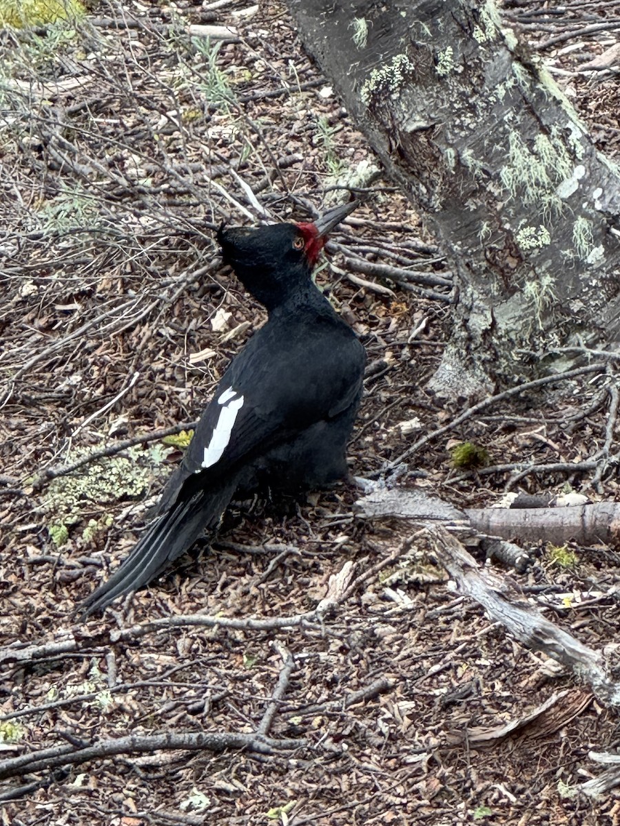 Macellan Ağaçkakanı - ML646531226