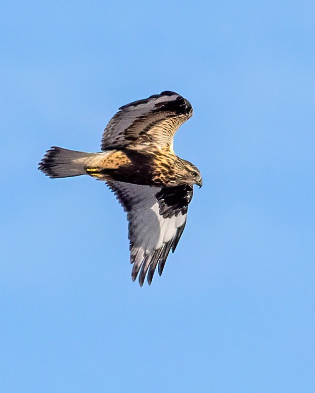 Paçalı Şahin - ML646531232