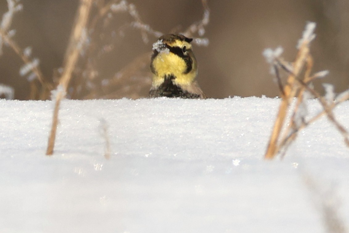 Kulaklı Toygar - ML646531234