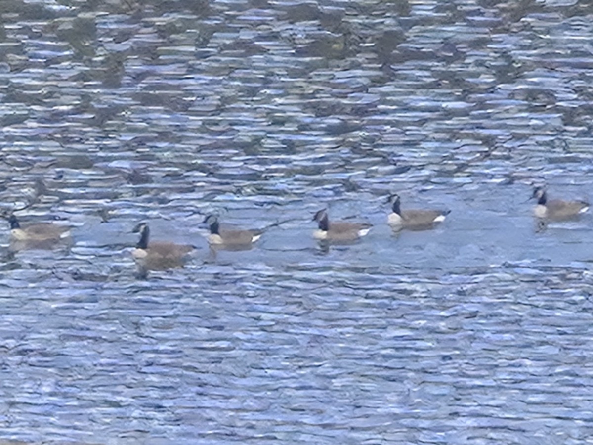 Canada Goose - ML646531237