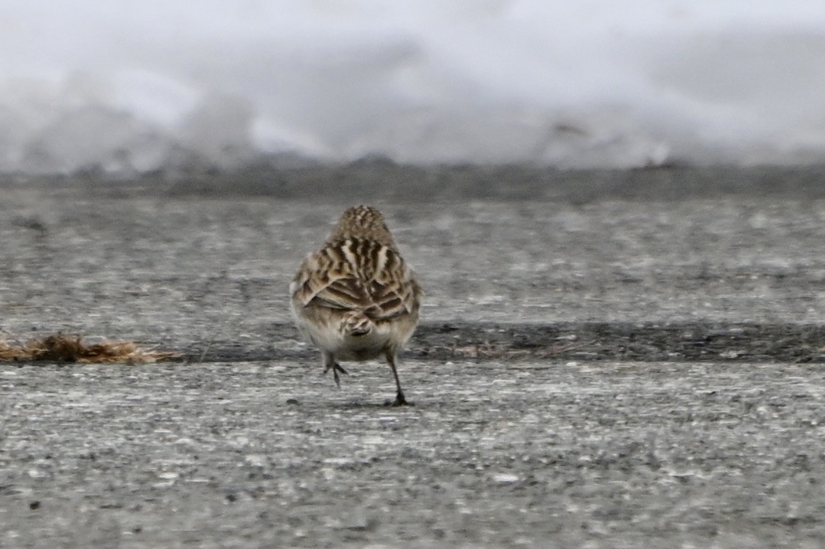 Chestnut-collared Longspur - ML646531238