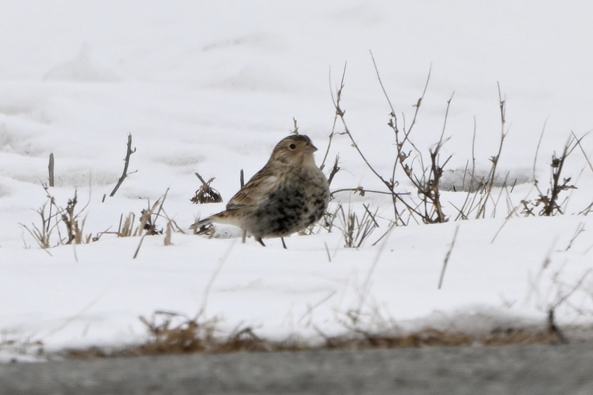 Chestnut-collared Longspur - ML646531239